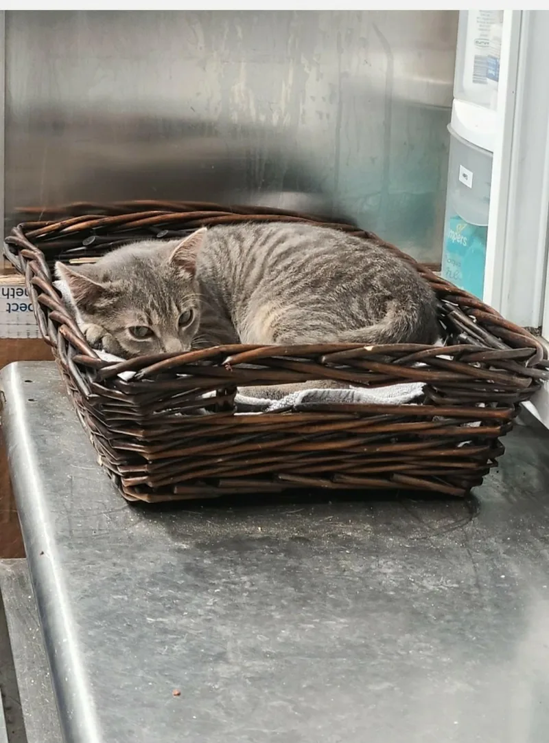 A young small-sized female Domestic Short Hair cat named Poppy for adoption in Brighton, MI