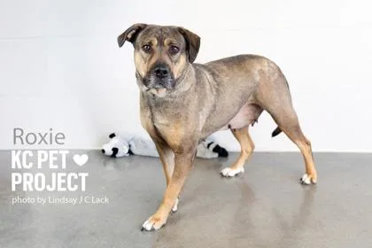 An adult large-sized female Brown / Chocolate Mixed Breed dog named Roxie for adoption in Kansas City, MO