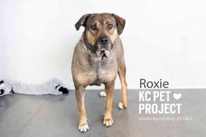 Roxie thumbnail 2