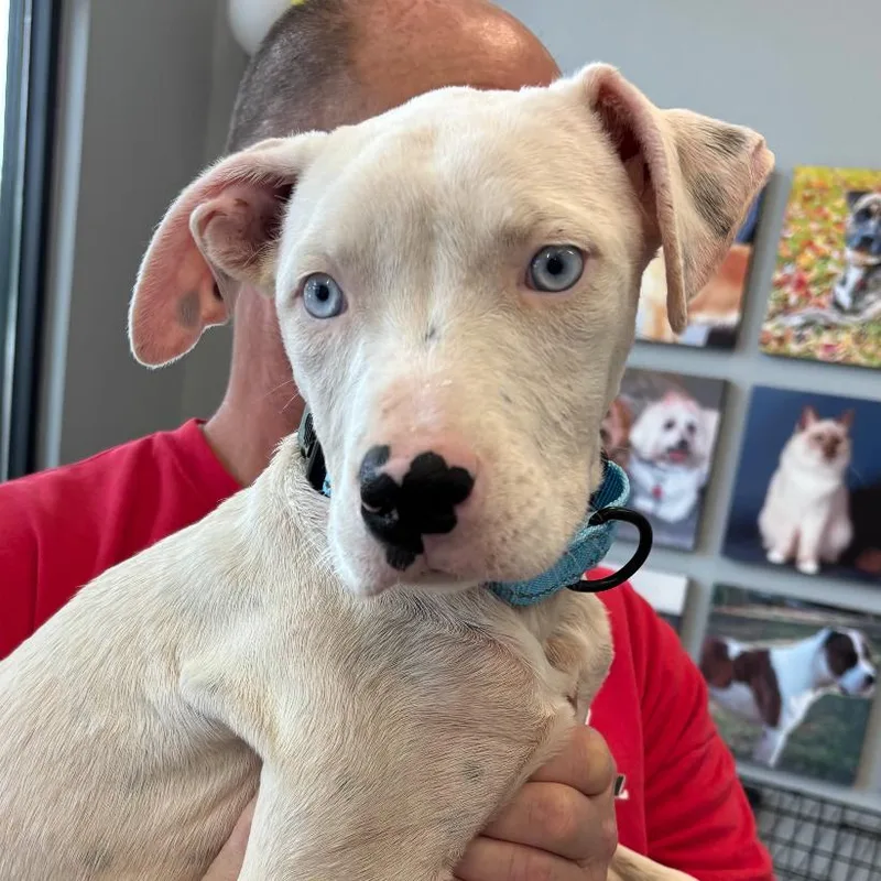 A baby small-sized female White / Cream Terrier dog named Lyla for adoption in Marshall, TX