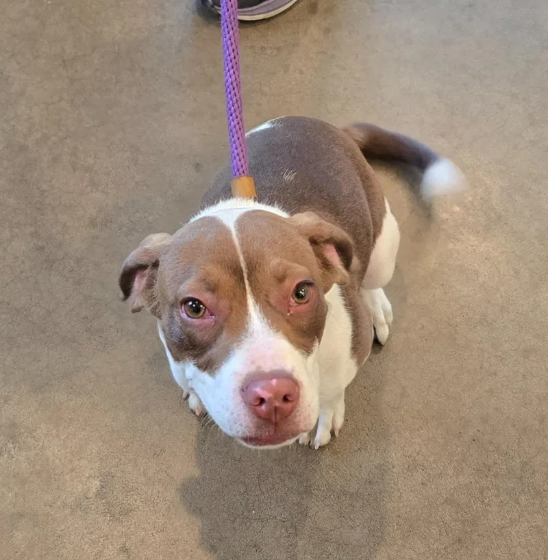 A baby large-sized male Corgi dog named Leroy for adoption in Murphysboro, IL