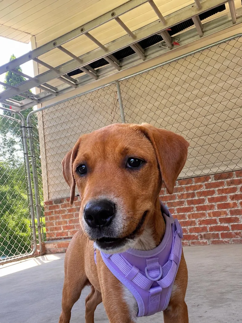 A baby large-sized female Yellow / Tan / Blond / Fawn Labrador Retriever dog named Daisy Mae for adoption in Medfield, MA