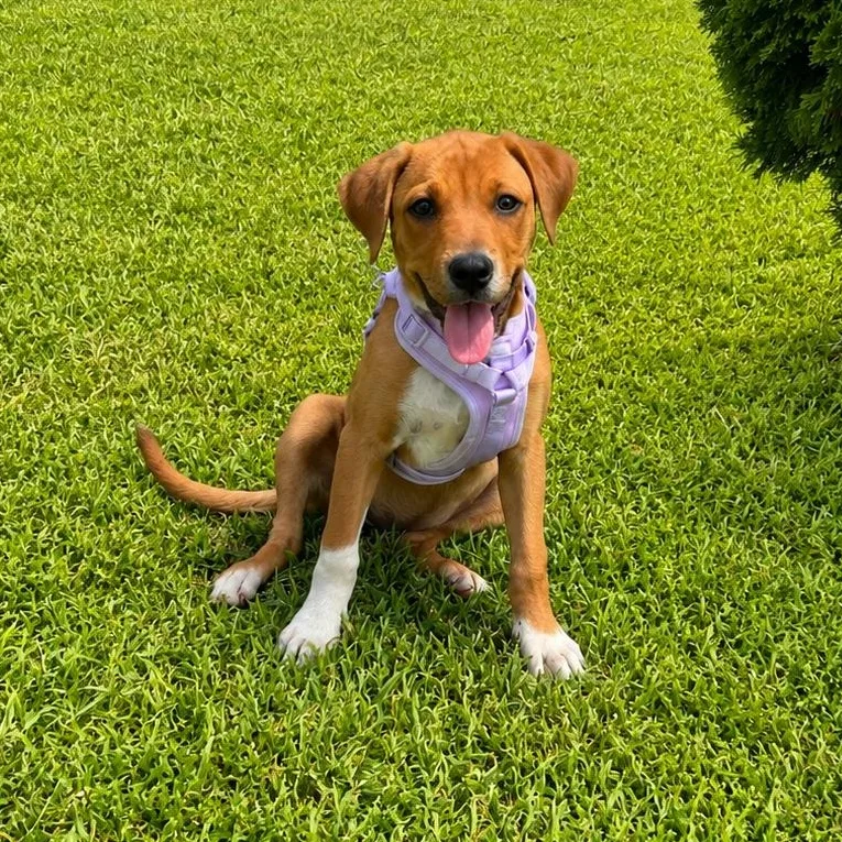 Daisy Mae thumbnail 2