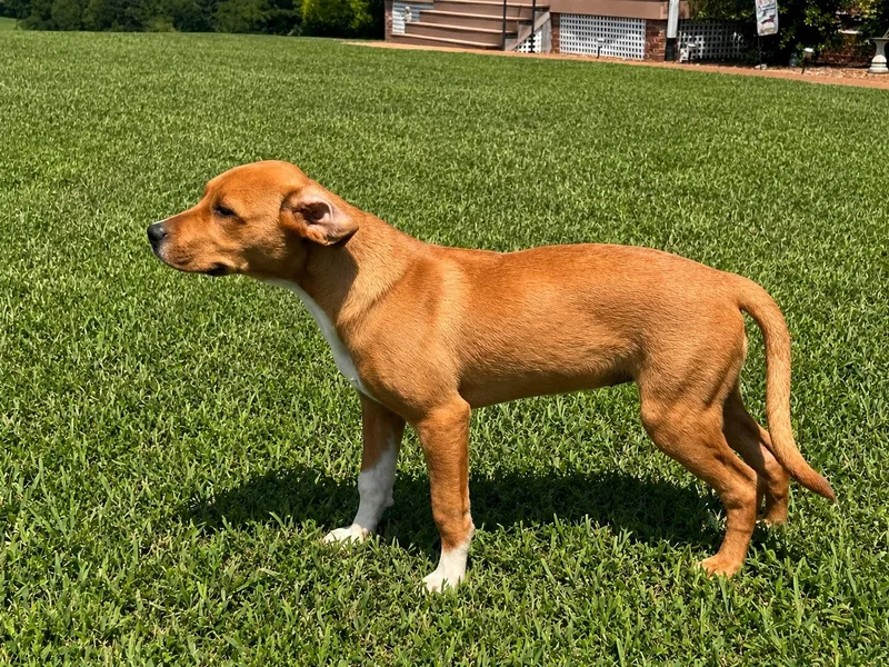 Daisy Mae thumbnail 3