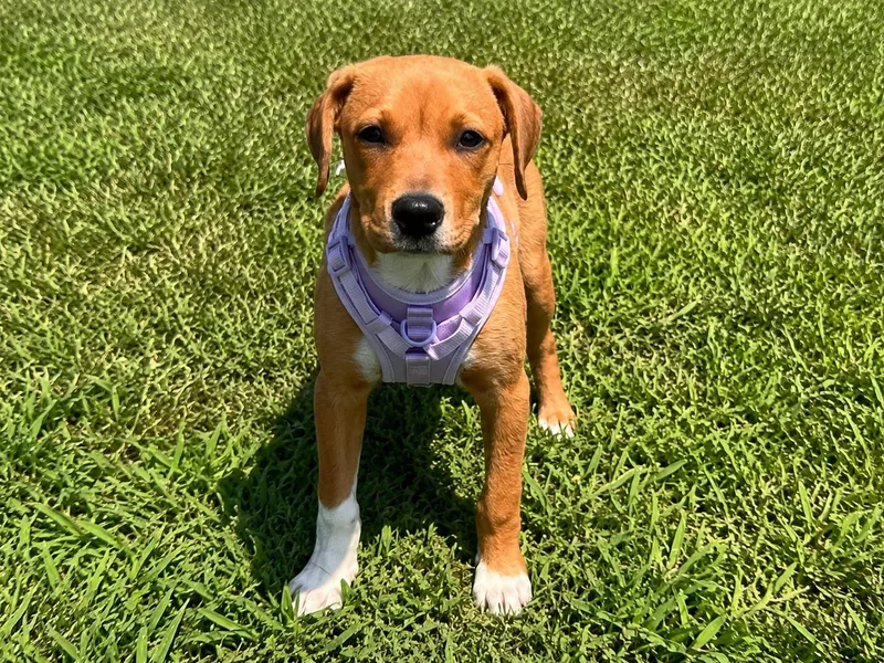 Daisy Mae thumbnail 4
