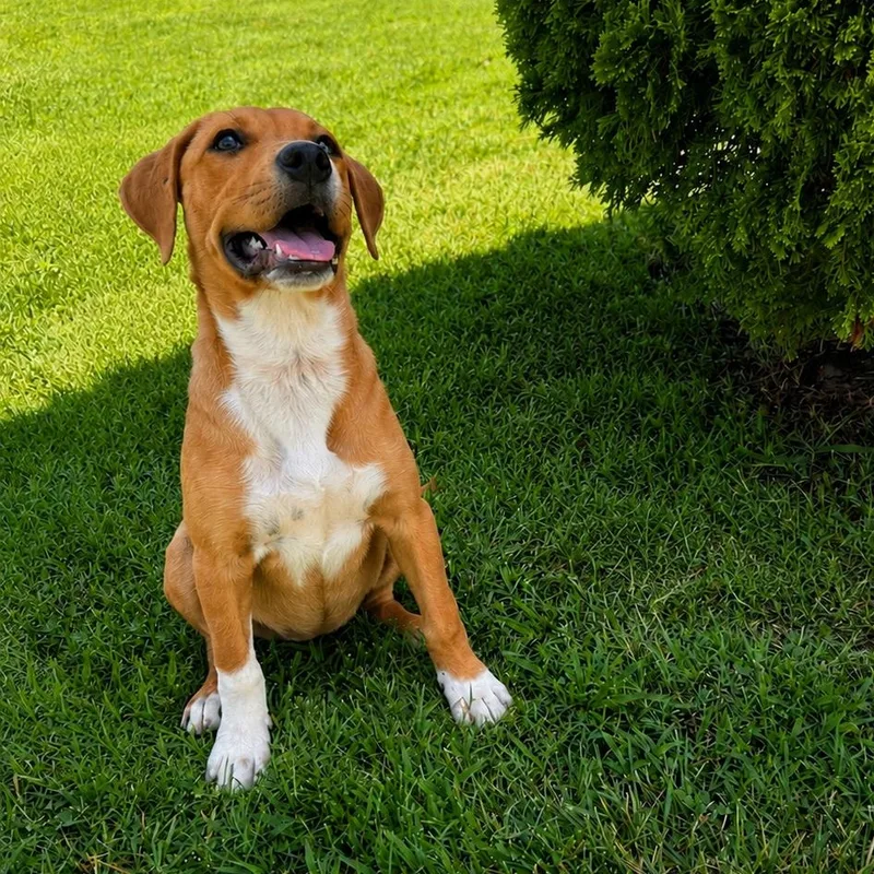 Daisy Mae thumbnail 5