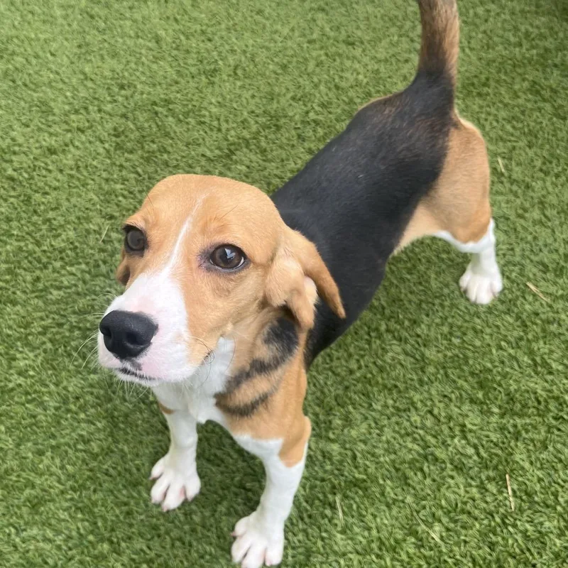 A young small-sized female Yellow / Tan / Blond / Fawn Beagle dog named Sprinkles for adoption in LOXAHATCHEE, FL