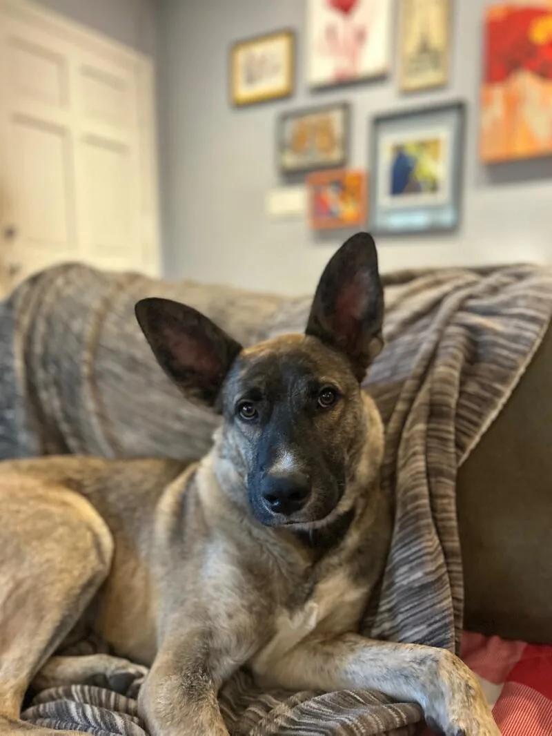 A young medium-sized male Brown / Chocolate Shepherd dog named Auggie for adoption in Van Nuys, CA