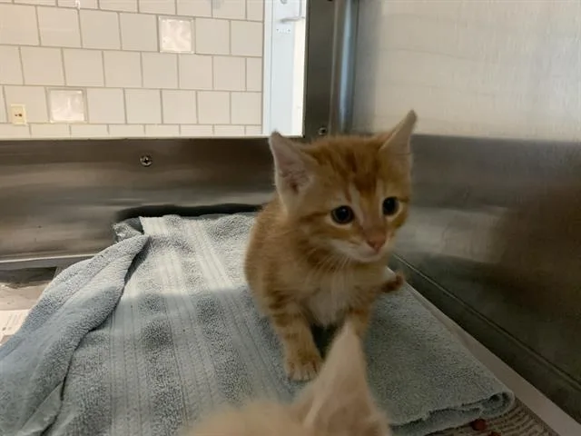 A baby small-sized male Domestic Short Hair cat named Mordecai for adoption in Grand Prairie, TX
