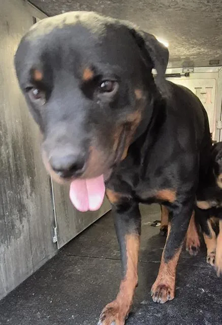 A young large-sized male Rottweiler dog named Winston for adoption in San Antonio, TX