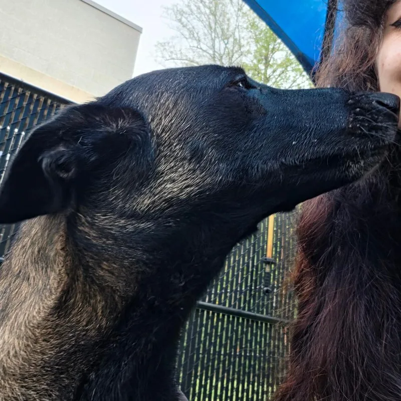 An adult large-sized female Brown / Chocolate Belgian Shepherd / Malinois dog named Tonka Jahari for adoption in Greensboro, NC