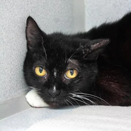 An adult small-sized female Black Domestic Short Hair cat named Bobbie Jo for adoption in Atlanta, GA