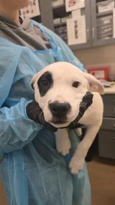 A baby large-sized male White / Cream Mixed Breed dog named Patchy Boy for adoption in Wichita, KS