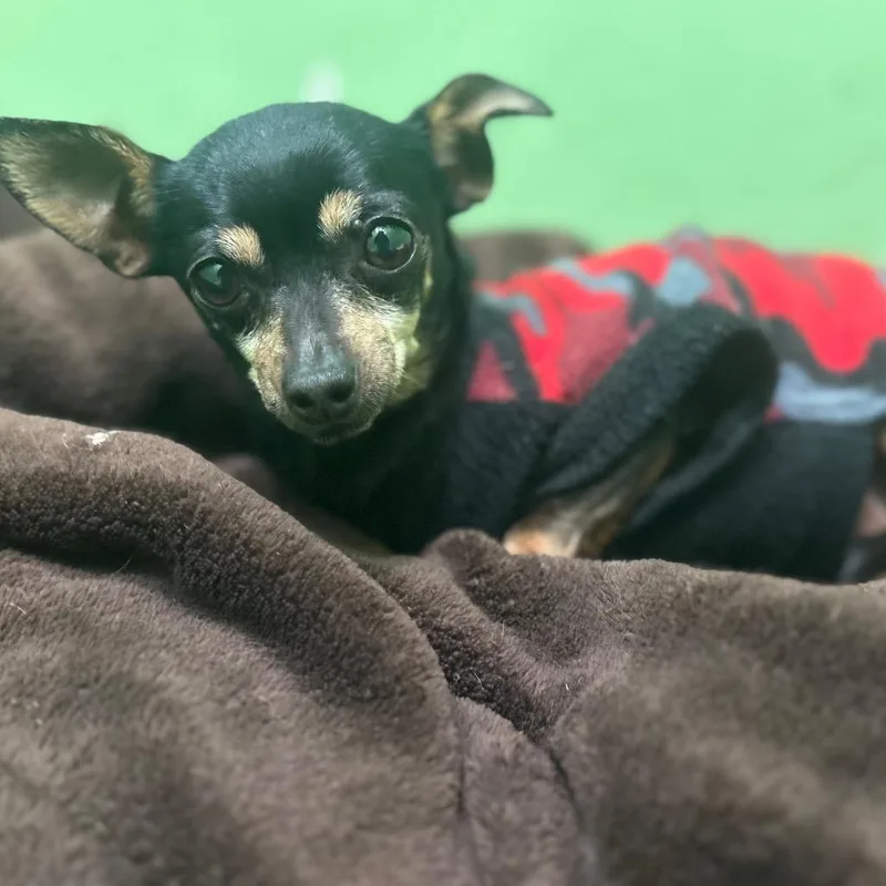 Sid Rosaritaa thumbnail 2