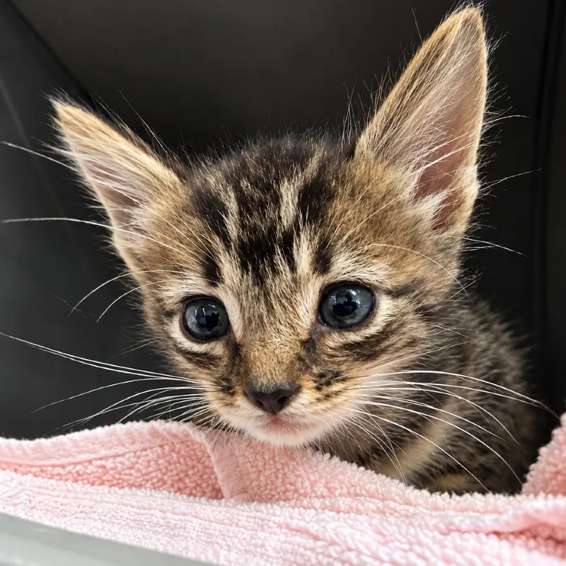 A baby small-sized male Domestic Short Hair cat named Unearthly Echo for adoption in Austin, TX