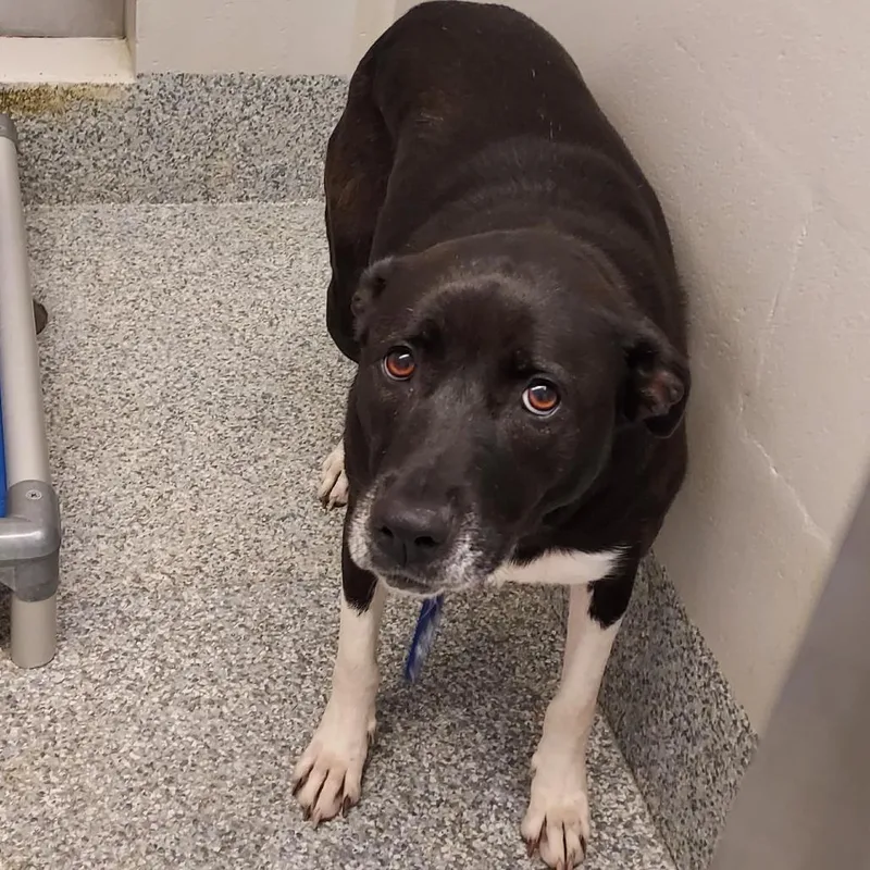An adult large-sized female Black Labrador Retriever dog named Jessy for adoption in Fairfax Station, VA