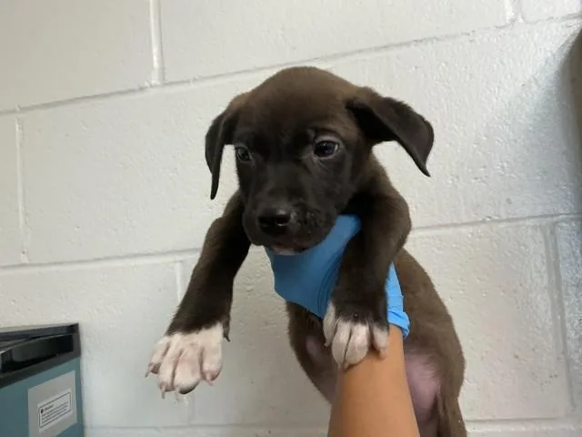 A baby small-sized male Pit Bull Terrier dog named Bingo for adoption in San Bernardino, CA