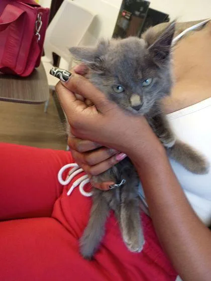 A baby small-sized male Domestic Long Hair cat named Sir Stormie for adoption in Atlanta, GA