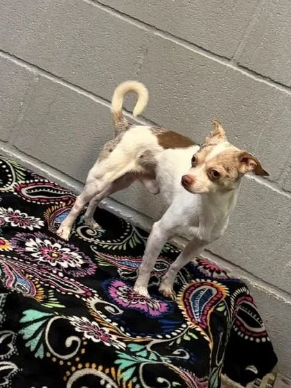 An adult small-sized male Chihuahua dog named Couyon for adoption in Port Allen, LA