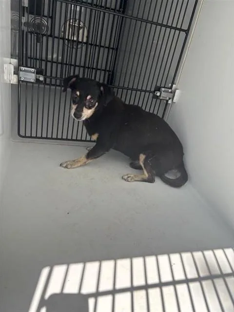 An adult small-sized male Chihuahua dog named A for adoption in Houston, TX