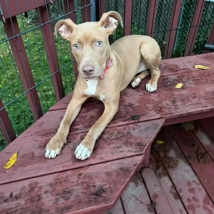 A baby medium-sized female Pit Bull Terrier dog named Tanna for adoption in East Peoria, IL