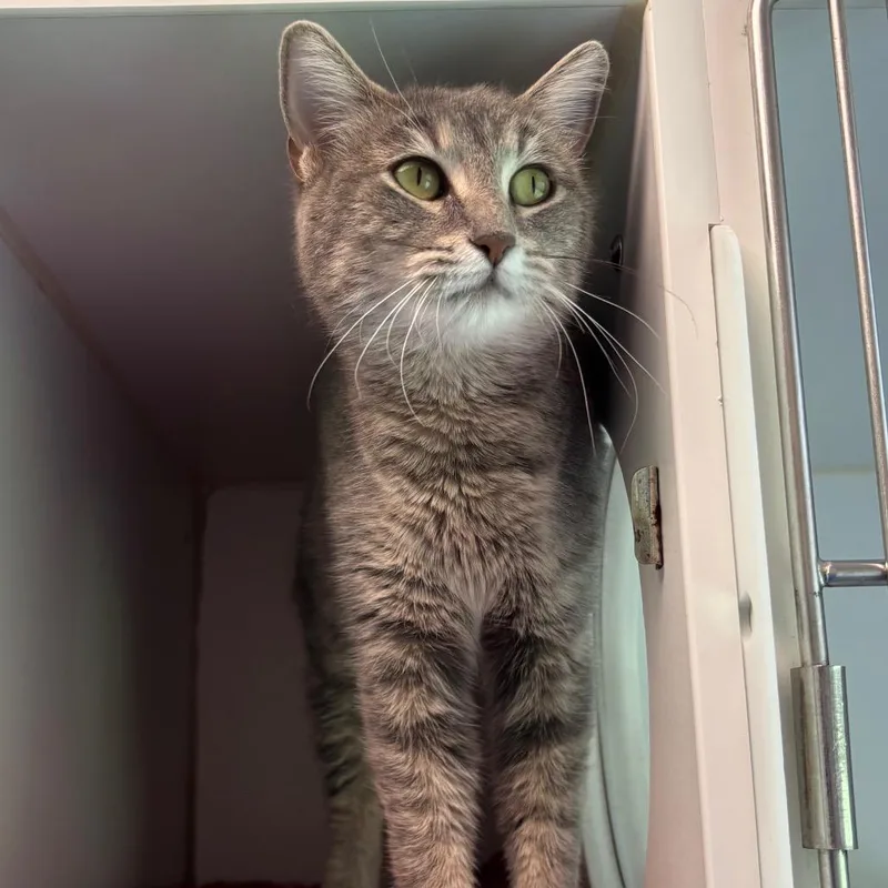 A young medium-sized female Gray / Blue / Silver Domestic Short Hair cat named Jezebel for adoption in Naperville, IL