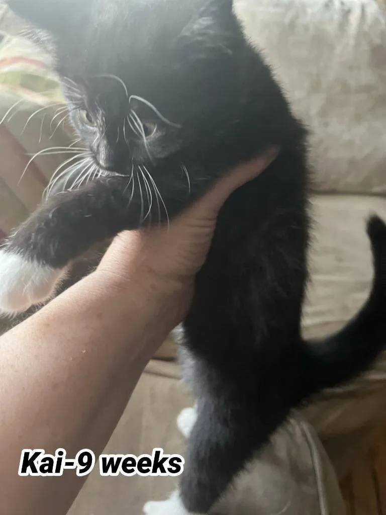 A baby small-sized male Domestic Short Hair cat named Kai for adoption in LIberty, NY