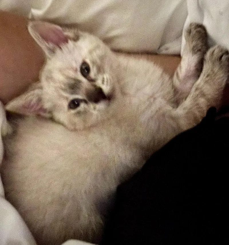 A baby medium-sized female Domestic Short Hair cat named Marlow for adoption in Hoover , AL