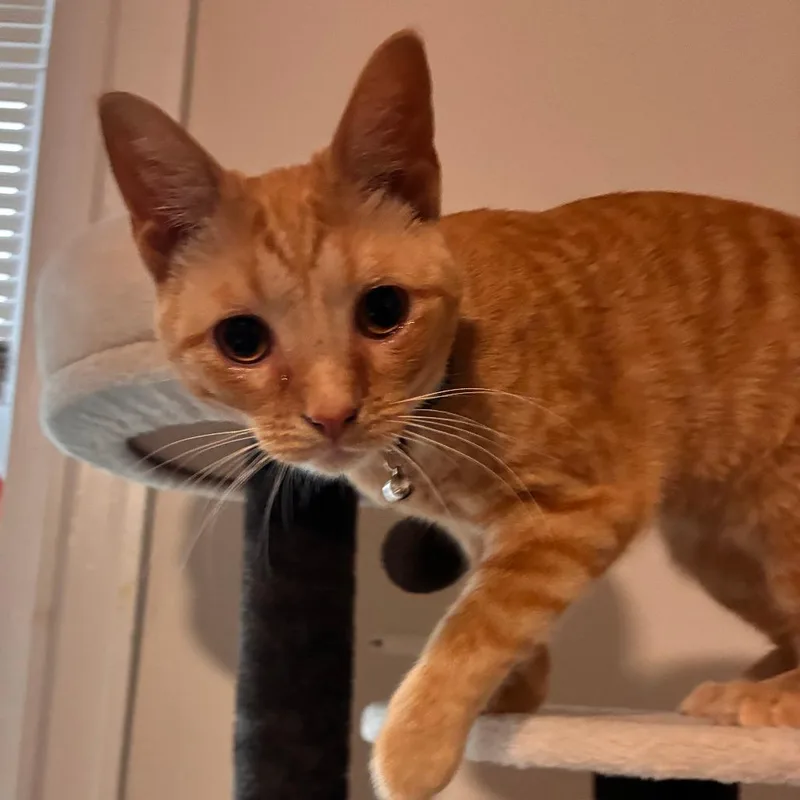 A young small-sized female Orange / Red Domestic Medium Hair cat named Lucy for adoption in Henderson, KY
