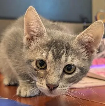 A baby small-sized female Domestic Short Hair cat named Pretzel for adoption in San Antonio, TX