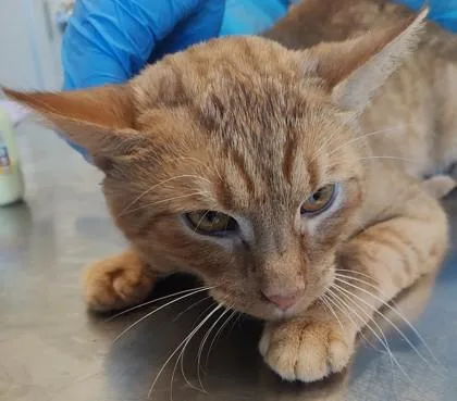 An adult medium-sized male Domestic Short Hair cat named Otis for adoption in Lafayette, IN