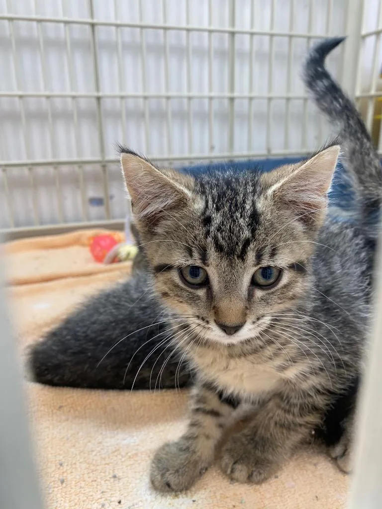 A baby medium-sized female American Shorthair cat named Lemonade for adoption in Van Wert, OH