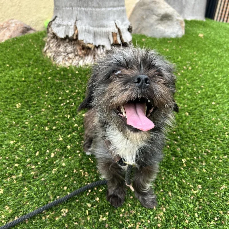 An adult small-sized female Black Terrier dog named Rosy for adoption in Hawthorne, CA