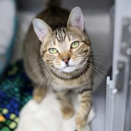 An adult small-sized female Brown / Chocolate Domestic Short Hair cat named Lynn for adoption in Atlanta, GA
