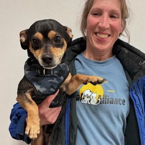 A young small-sized male Brown / Chocolate Chihuahua dog named Soto for adoption in Lambertville, NJ