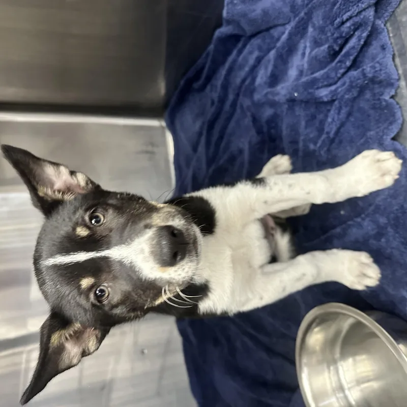 A baby large-sized female Husky dog named Kiba for adoption in Marina del Rey, CA