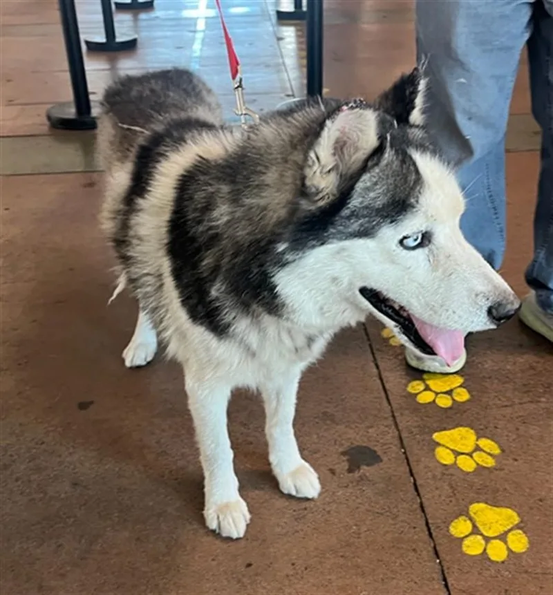 An adult medium-sized male Siberian Husky dog named Michael Jackson for adoption in Van Nuys, CA