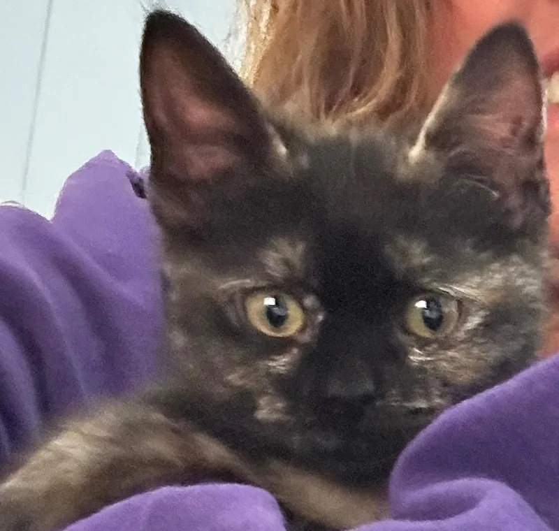 A baby medium-sized female Domestic Short Hair cat named Abby for adoption in Rice Lake, WI