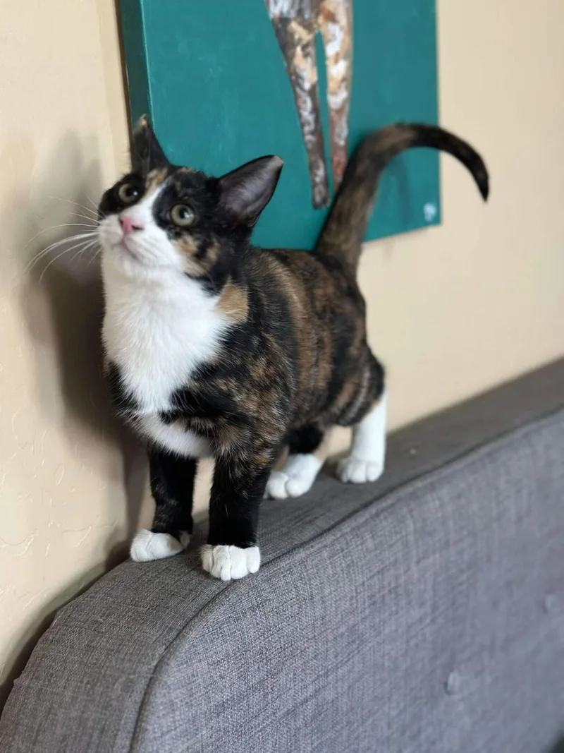 Pot Pie Foodie Bonded