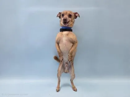 An adult small-sized male Chihuahua dog named Skippy for adoption in Golden Valley, MN