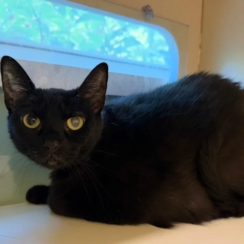 A senior large-sized female Domestic Short Hair cat named Blu for adoption in Prince Frederick, MD