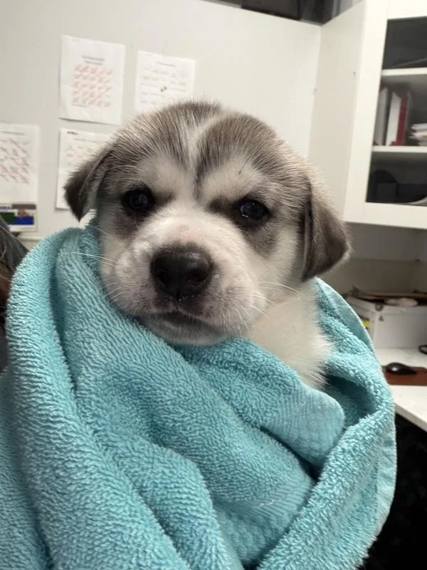 A baby small-sized male German Shepherd Dog named River for adoption in San Diego, CA