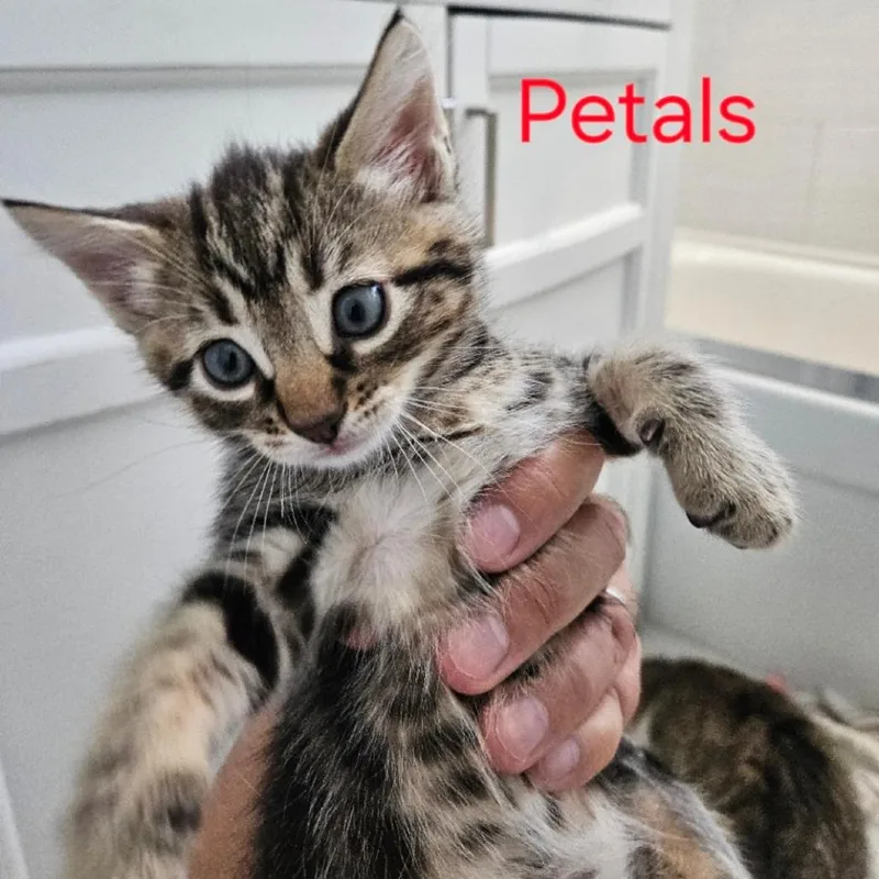 A baby small-sized male Brown / Chocolate Domestic Short Hair cat named Petals for adoption in Westminster, CA