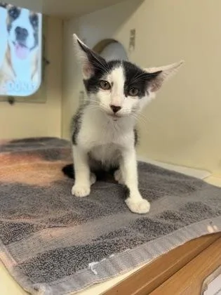 A baby small-sized male Domestic Short Hair cat named Compadre for adoption in Chamblee, GA