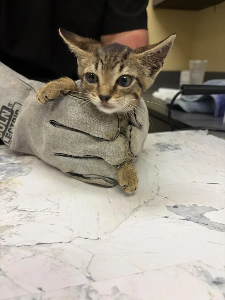 A baby medium-sized male Domestic Short Hair cat named Quail ⚡ for adoption in Florence, SC