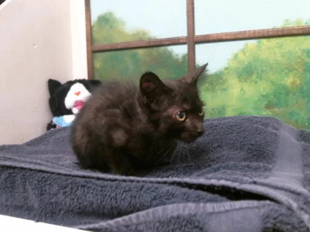 A baby small-sized female Domestic Short Hair cat named Eloise for adoption in Houston, TX