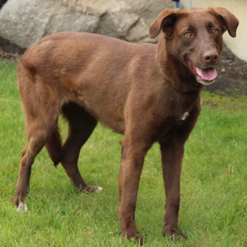 An adult medium-sized female Brown / Chocolate Chocolate Labrador Retriever dog named Sissy for adoption in Eaton, OH