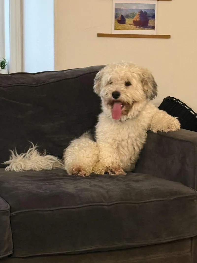 An adult medium-sized male Havanese dog named Rocco for adoption in Anchorage, AK