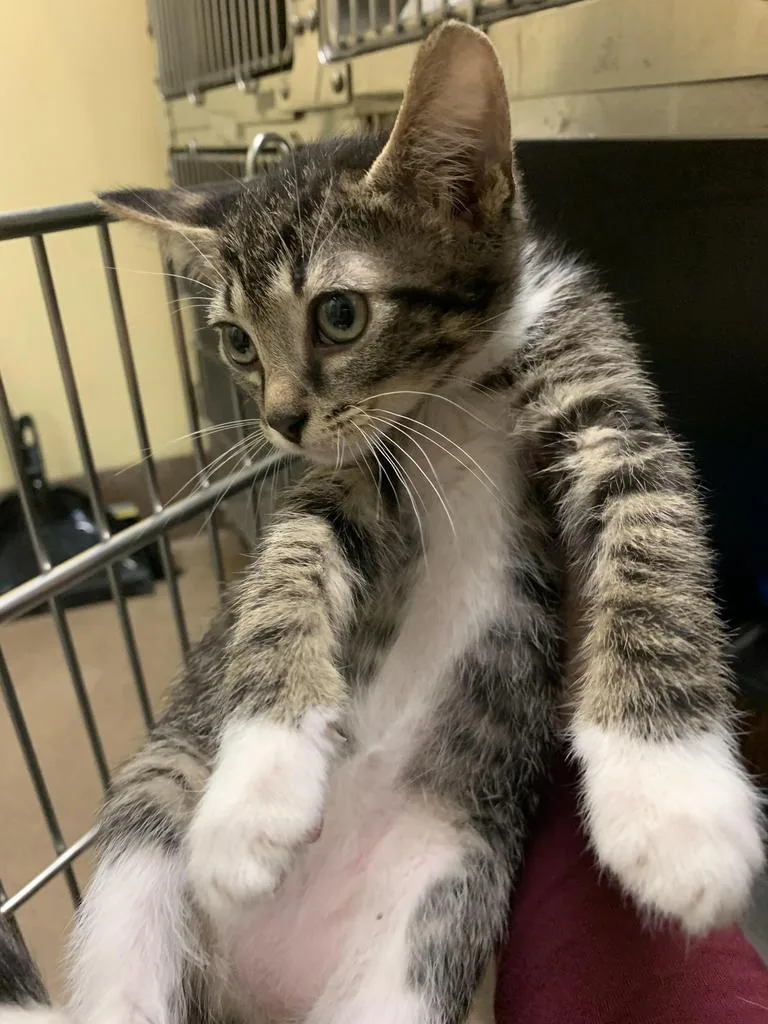 A baby medium-sized male Domestic Short Hair cat named Charlie for adoption in Florence, SC