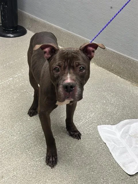 An adult large-sized male Pit Bull Terrier dog named Sully for adoption in Las Vegas, NV